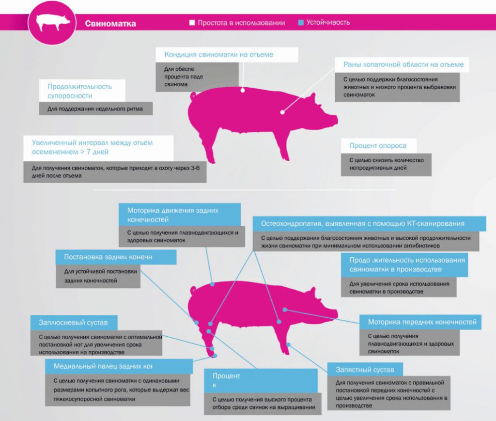 Племенная программа Topigs Norsvin • Topigs Norsvin