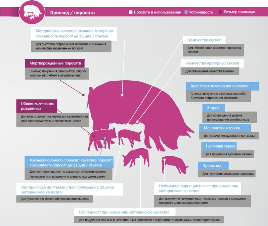 Качество поросят. Репродуктивные качества свиней. Репродуктивные качества свиноматок. Воспроизводительные качества свиноматок. Оценка свиней по воспроизводительным качествам.