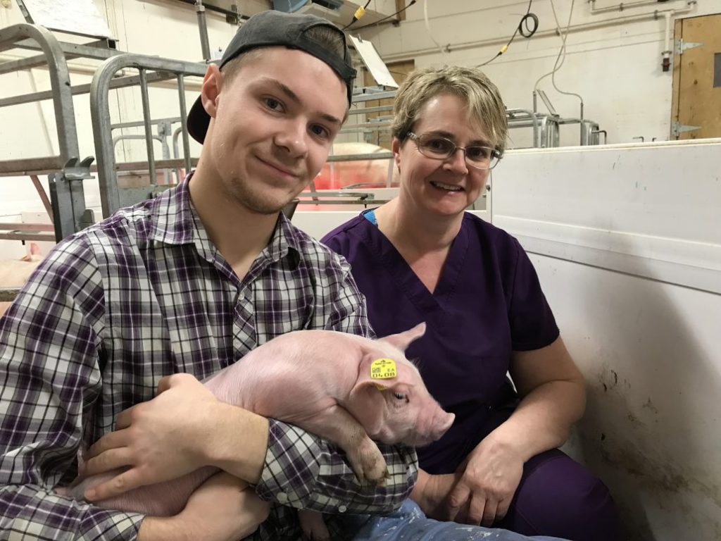 PigBase содержит данные о 40 миллионах свиней